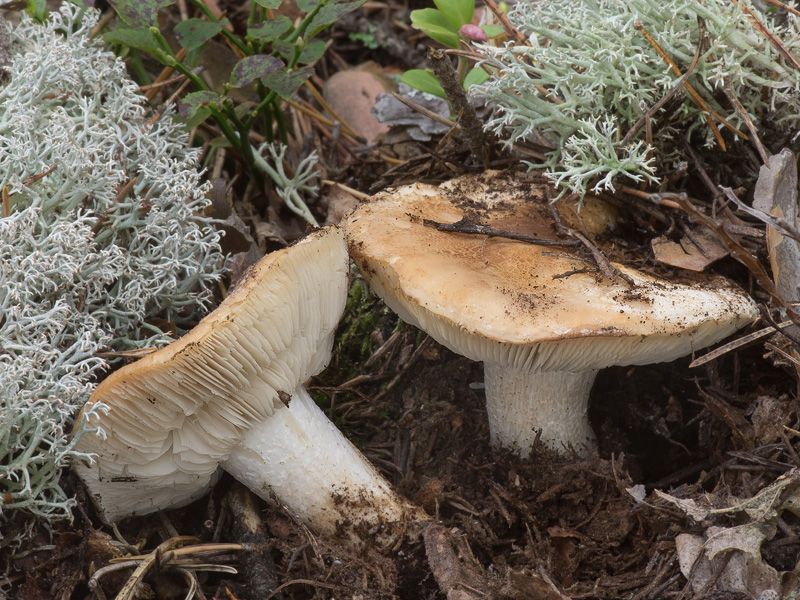 Tricholoma apium